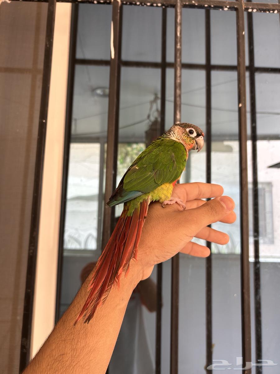 ذكر كنيور يلو سايد دبل اليف و هدد و متكلم64428914906242112