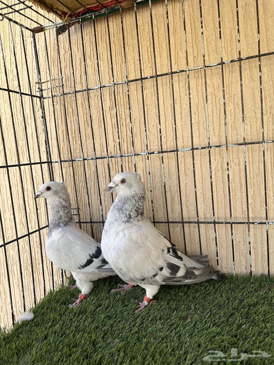 Ice color male racing pigeon, productive pair, MashaAllah. For sale64427851969667112