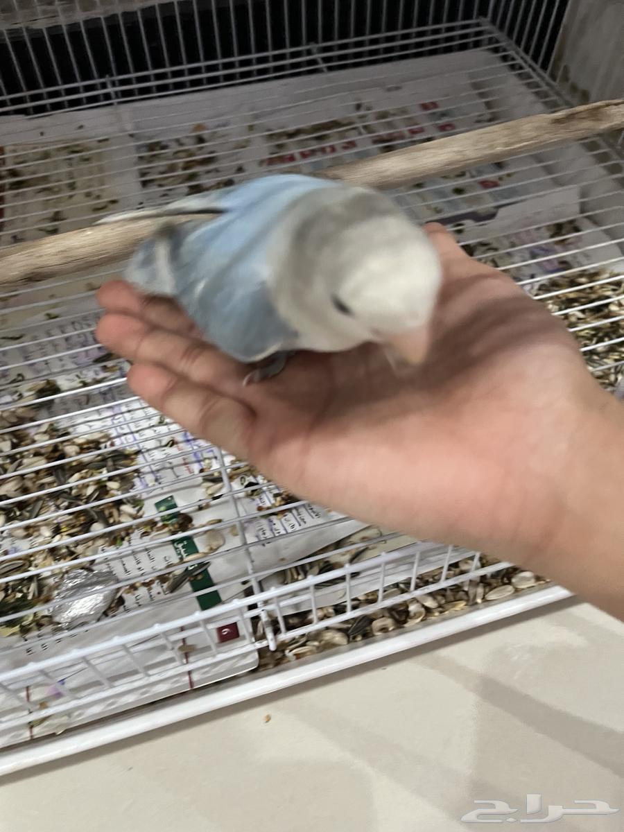 طير روز للبيع64432495973761110