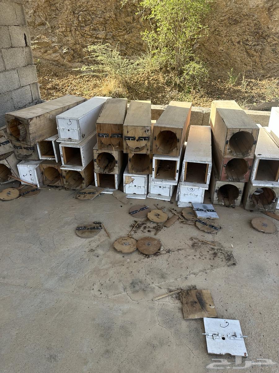 خلايا نحل64427489599490111