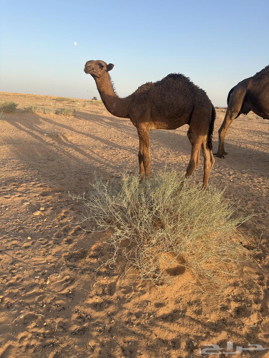 بيع خلفه64431021513218111