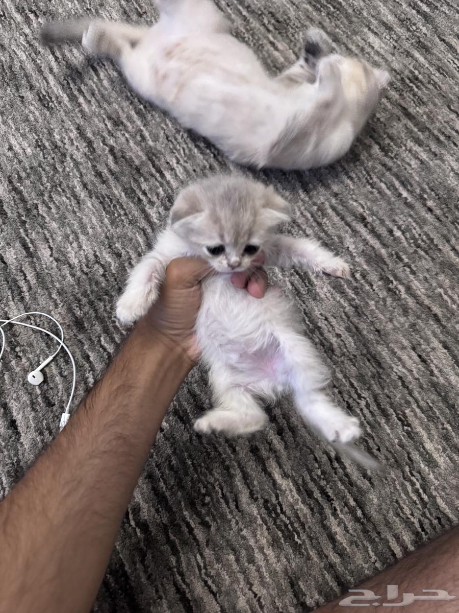 للبيع64426928643842113