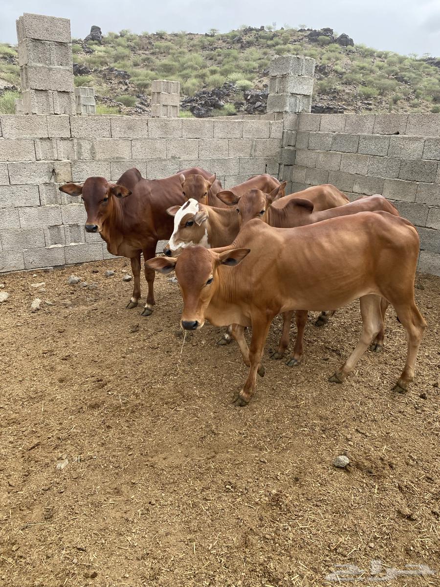 Hasslan (Sold)64428874147585110