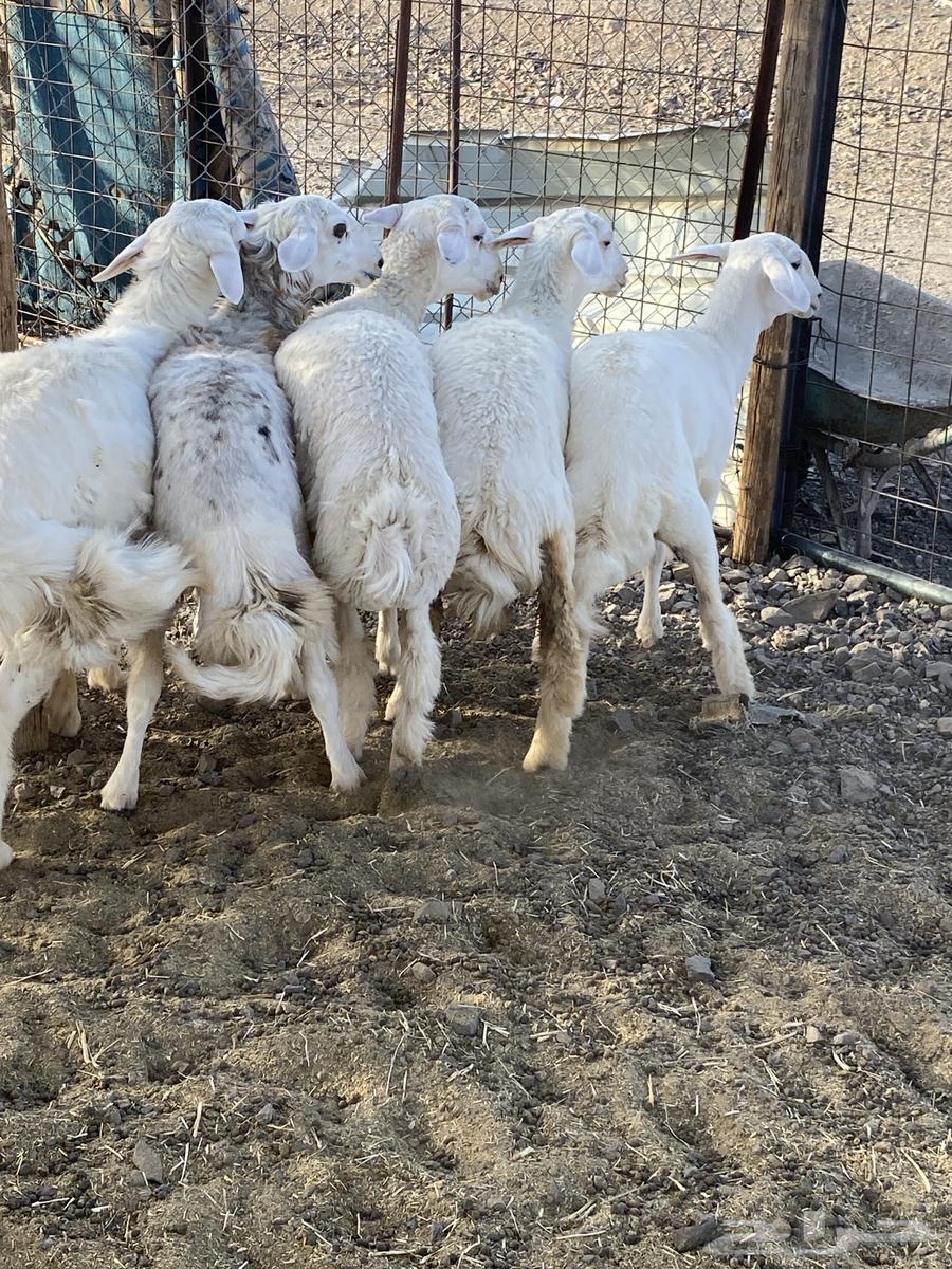 طليان حبص بريه ونظيفه على الشرط64432264589953113