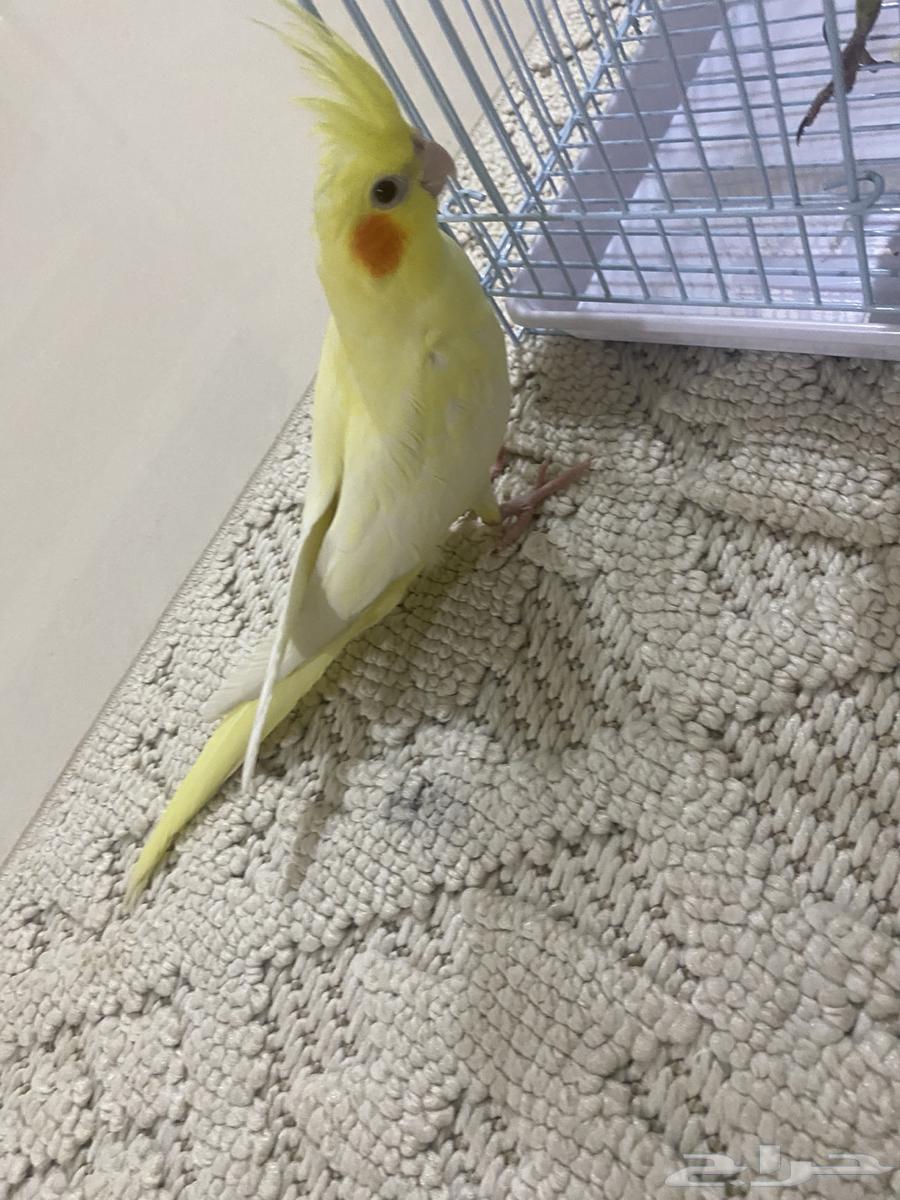 فرخ كروان64431562023681111