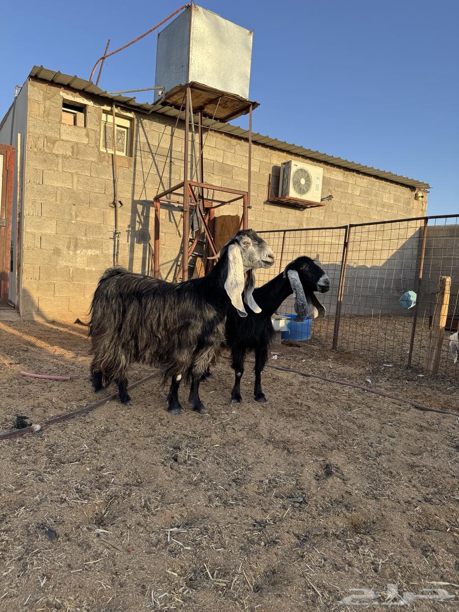 معزا عوارض فاخرات منوة القناااي64433121196418111