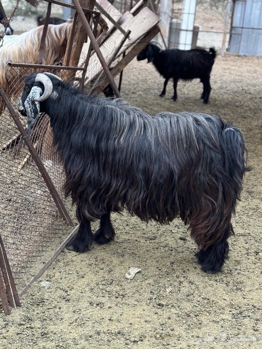 تيس فحل عارضي للبيع64431210729729111