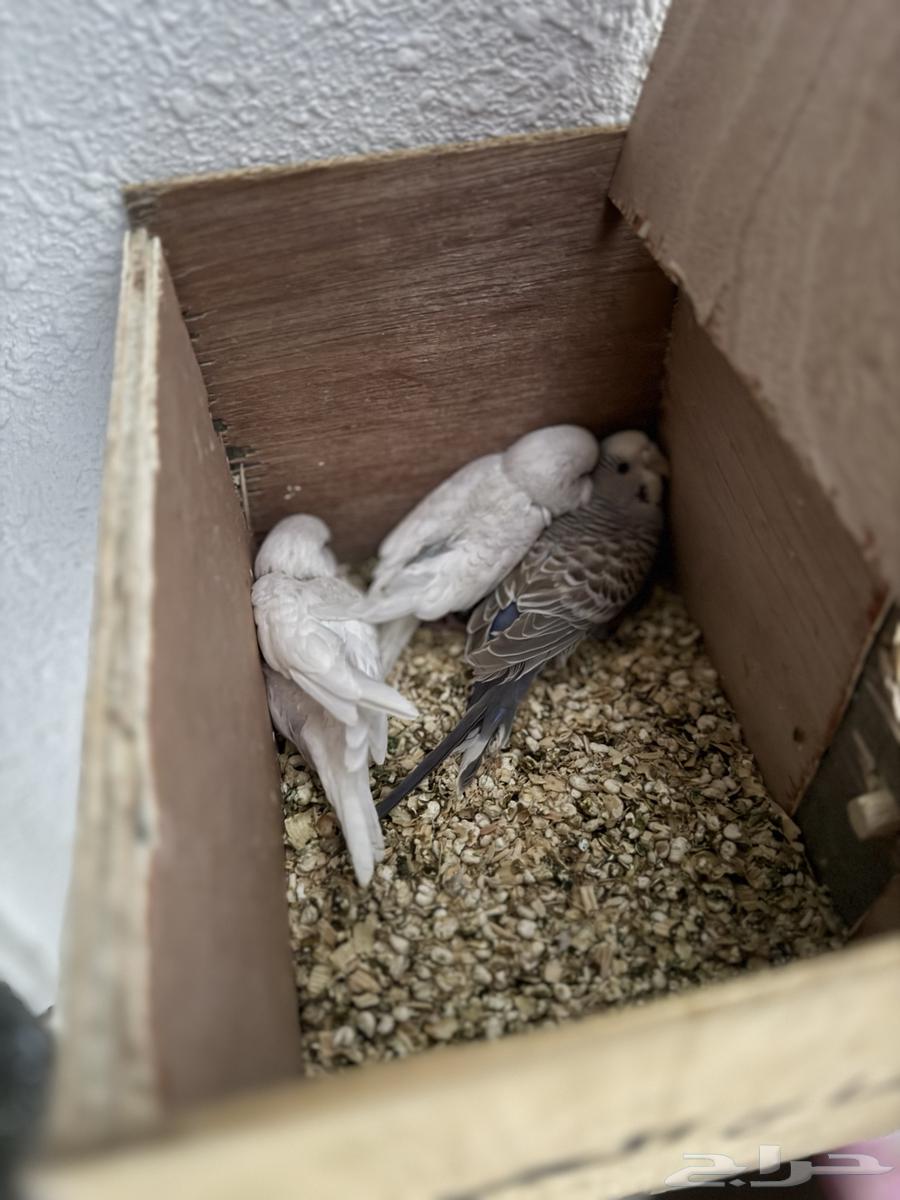 بادجي منتج للبيع64431237892737112