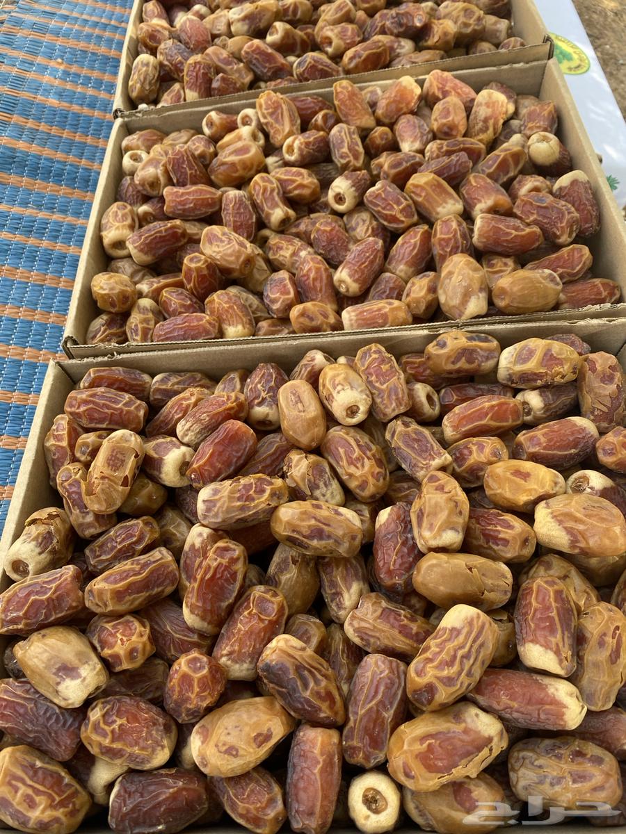 Tamr Saffi64427771063425112