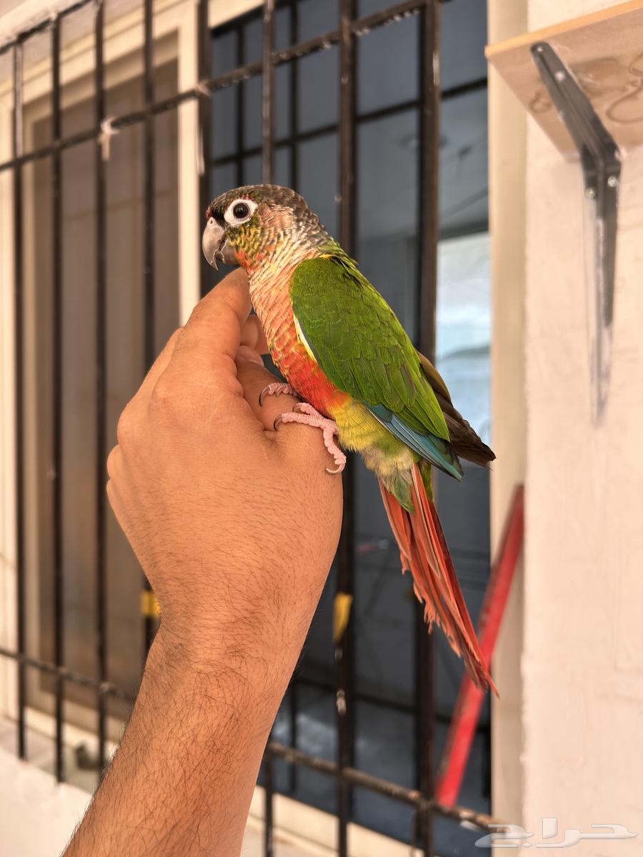 ذكر كنيور يلو سايد دبل اليف و هدد و متكلم64428914906242114