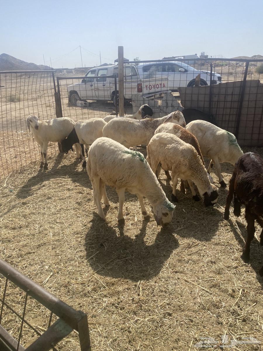 سواكن تربيه.تم البيع64430286161665111