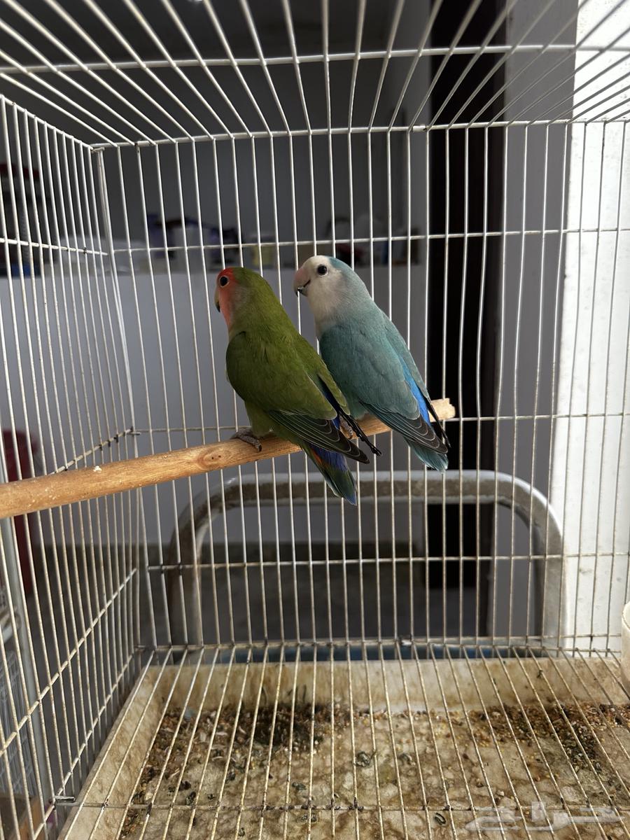 جوز روز لونق فذر الانثى قرين والذكر فايلت مع فرخين64428982420610113