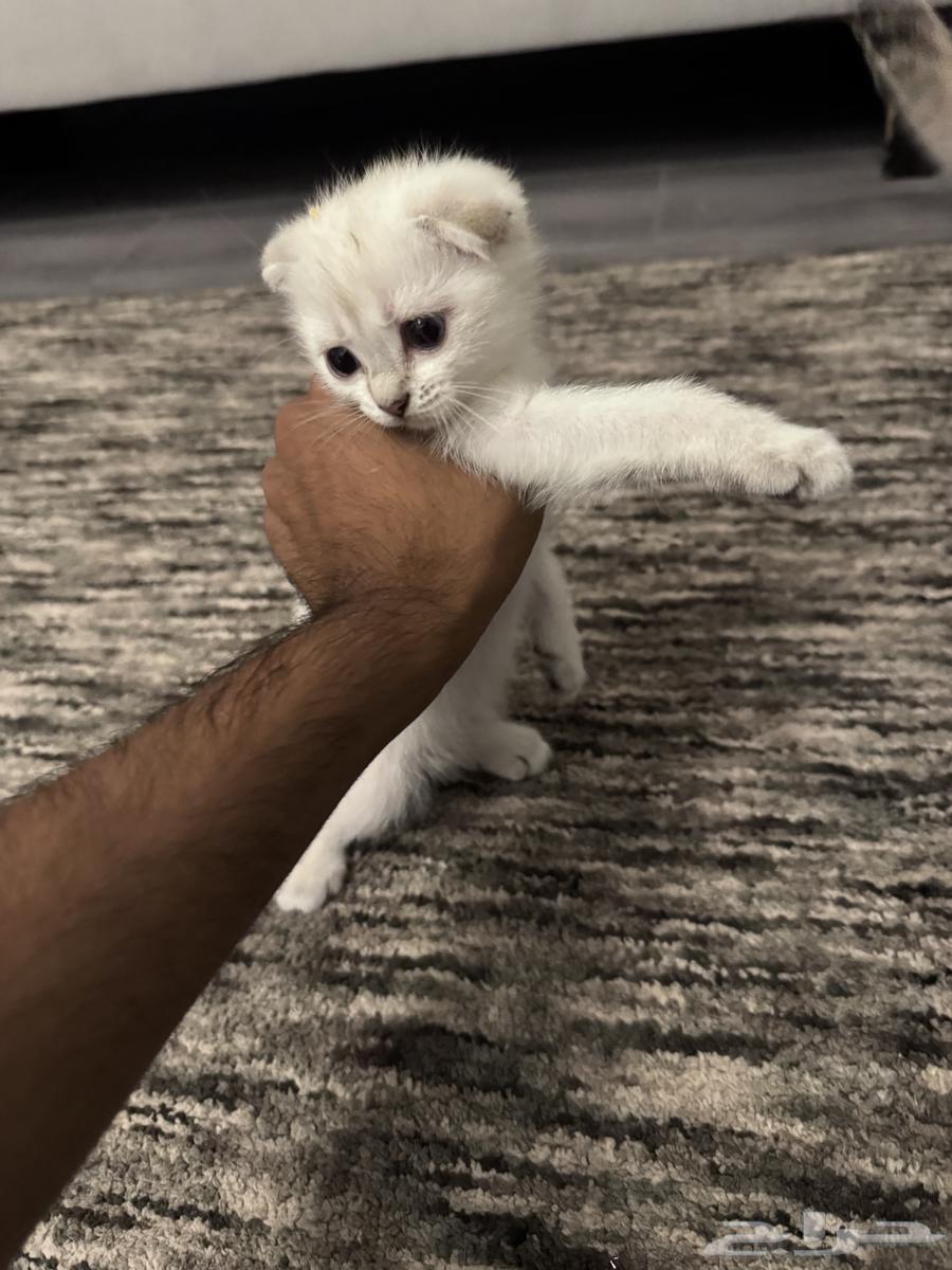 للبيع64426928643842110