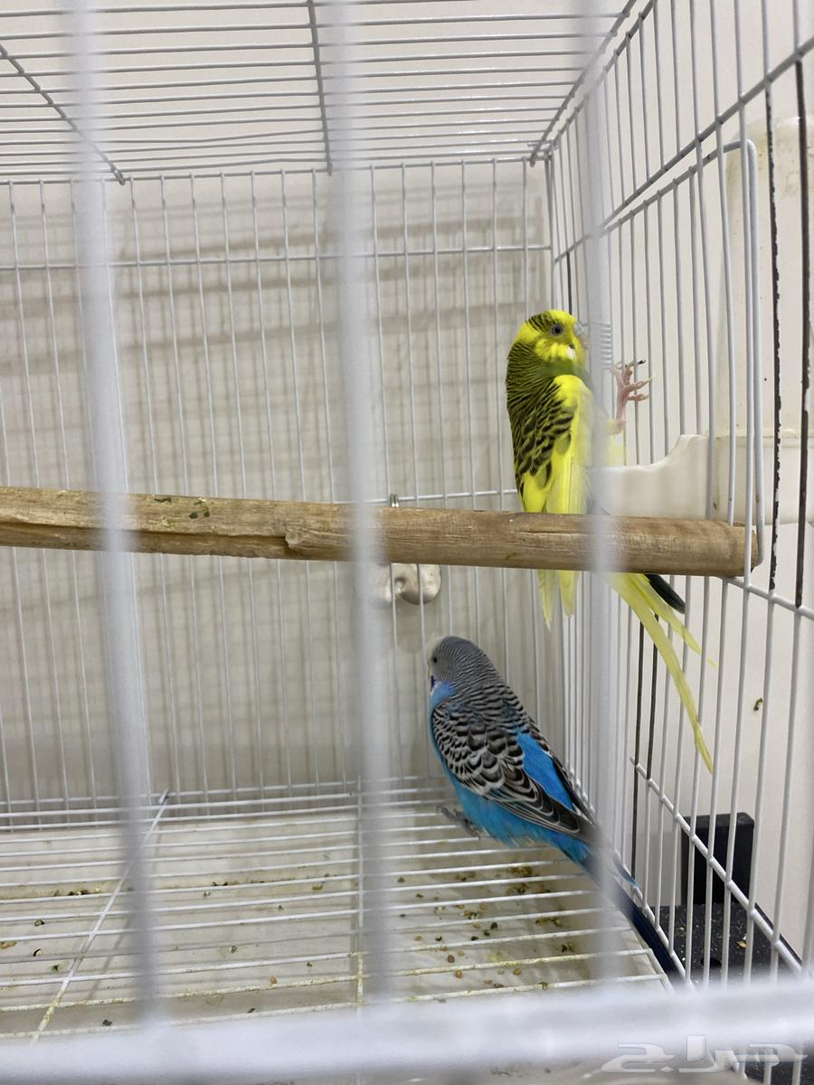 بادجي الجوز 90  الفرد 6064429022683267110