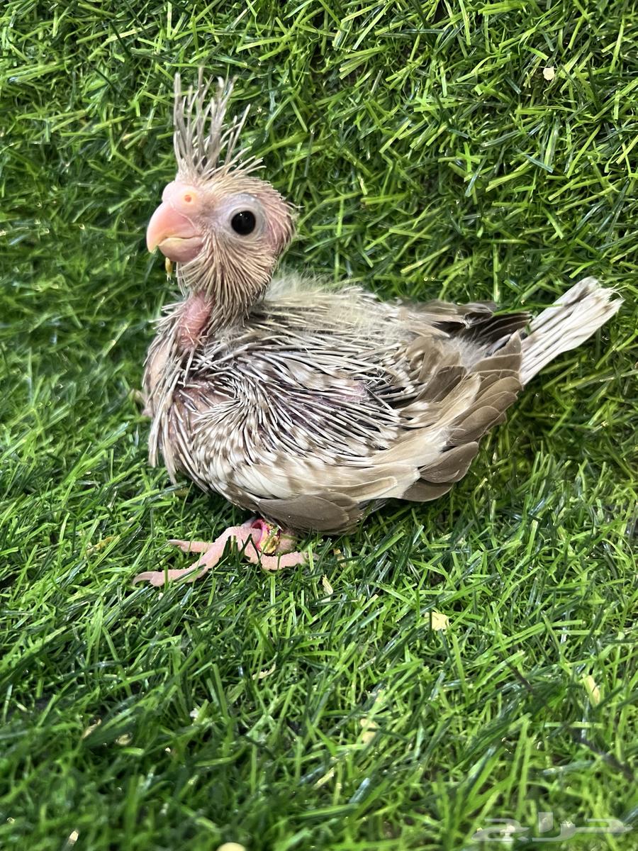 Cinnamon Pearl Crow Chick (Dutch Butterfly) (Sold)64431740053378112