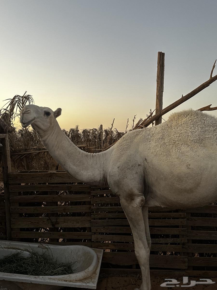 للبيع قعود أوضح64431332178177113