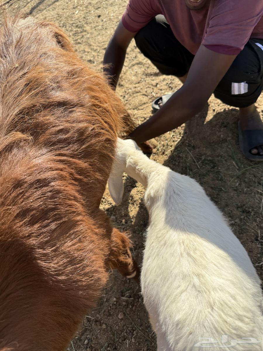 للبيع رخله حريه64430003809539112