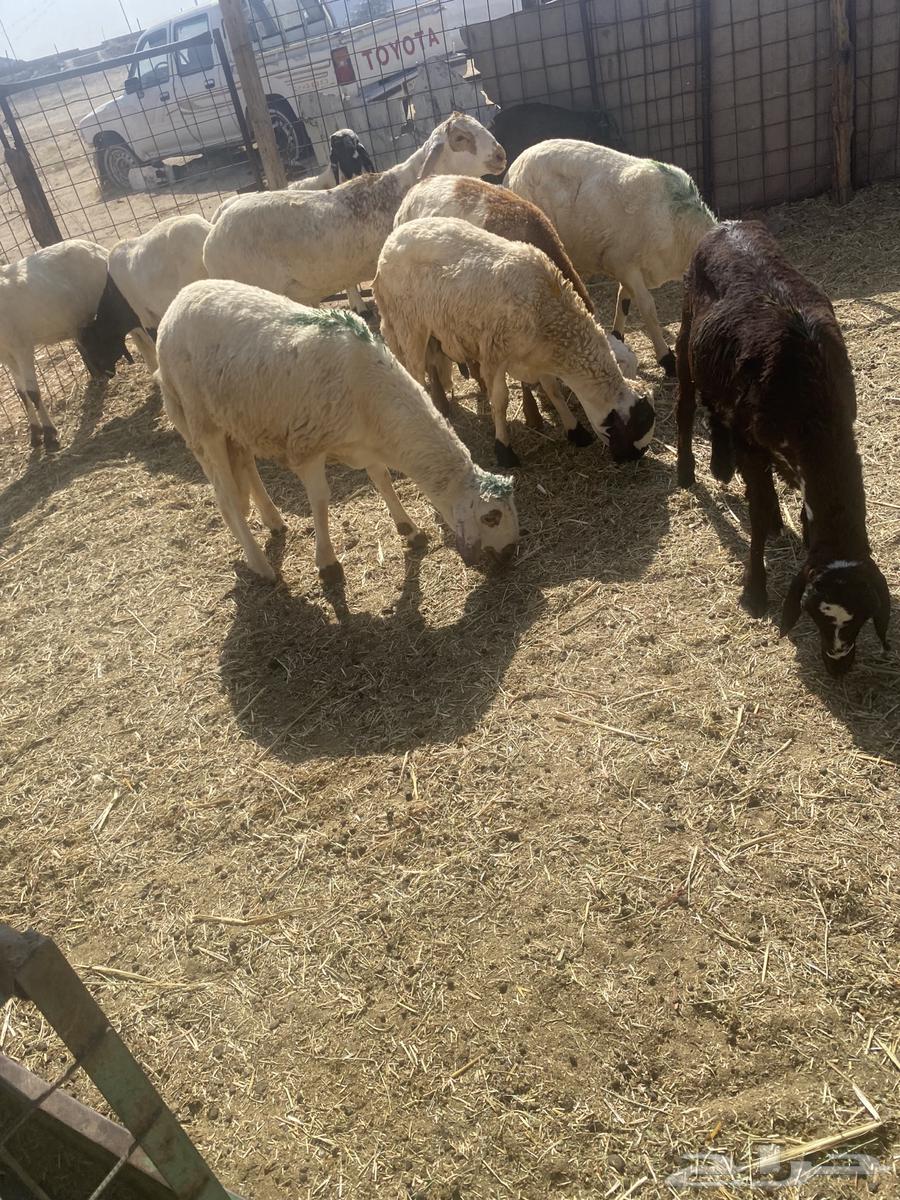 سواكن تربيه.تم البيع64430286161665112