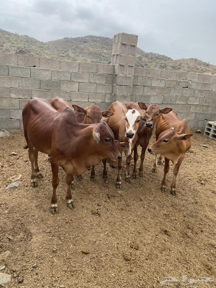 Hasslan (Sold)64428874147585113