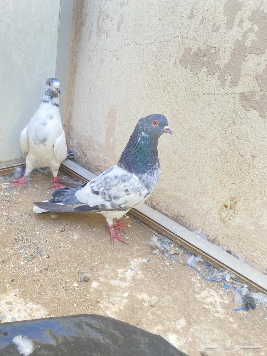 حمام باكستاني تم البيع64426806508035111