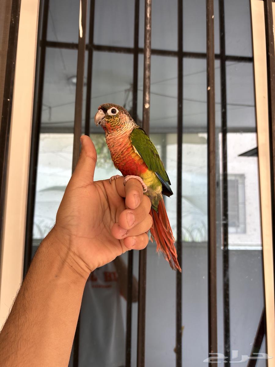 ذكر كنيور يلو سايد دبل اليف و هدد و متكلم64428914906242110