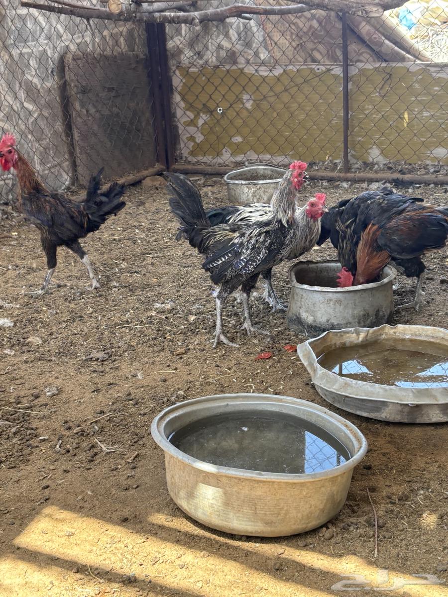 للبيع ديكة64427946208386112