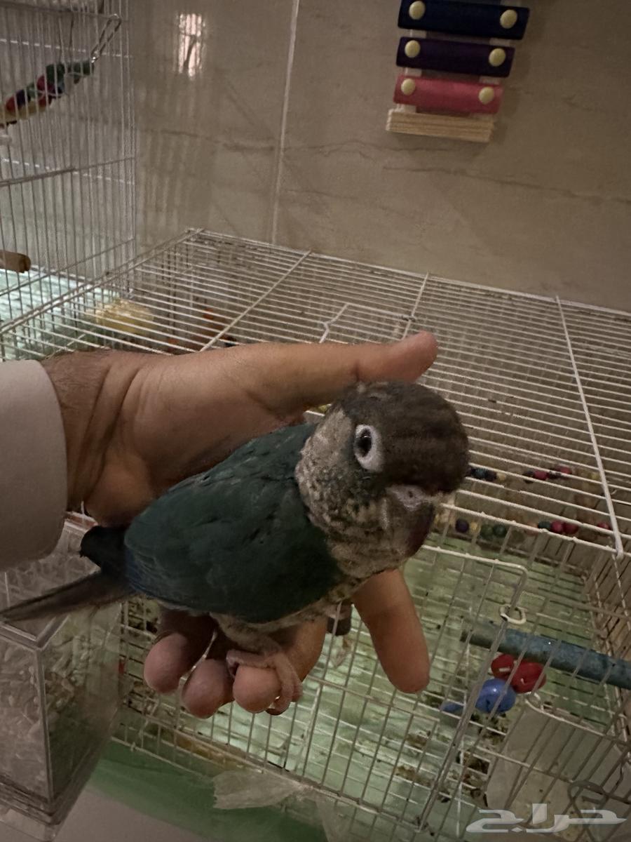 كنيور تركواز يلو سايد اليف وهدد64428255330434113