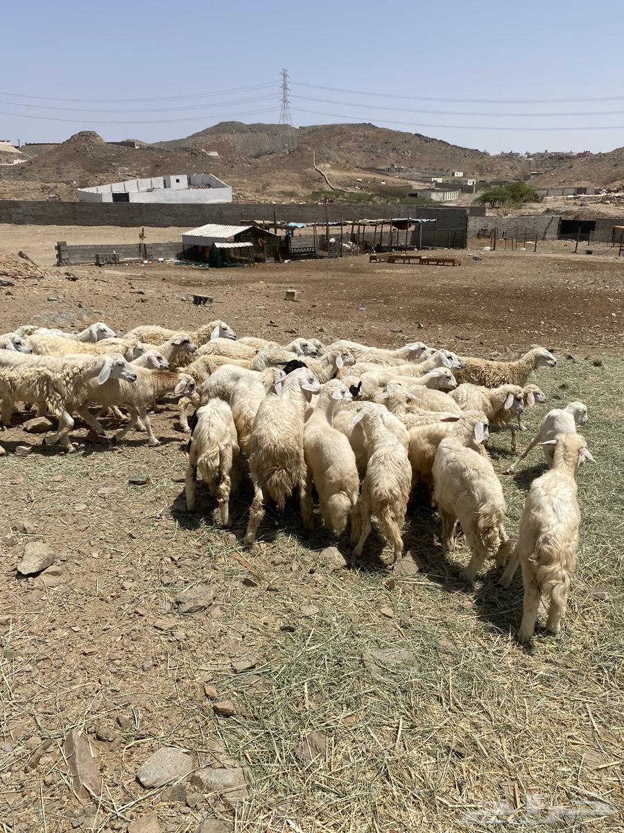 طليان حري 50 راس64428711758337110