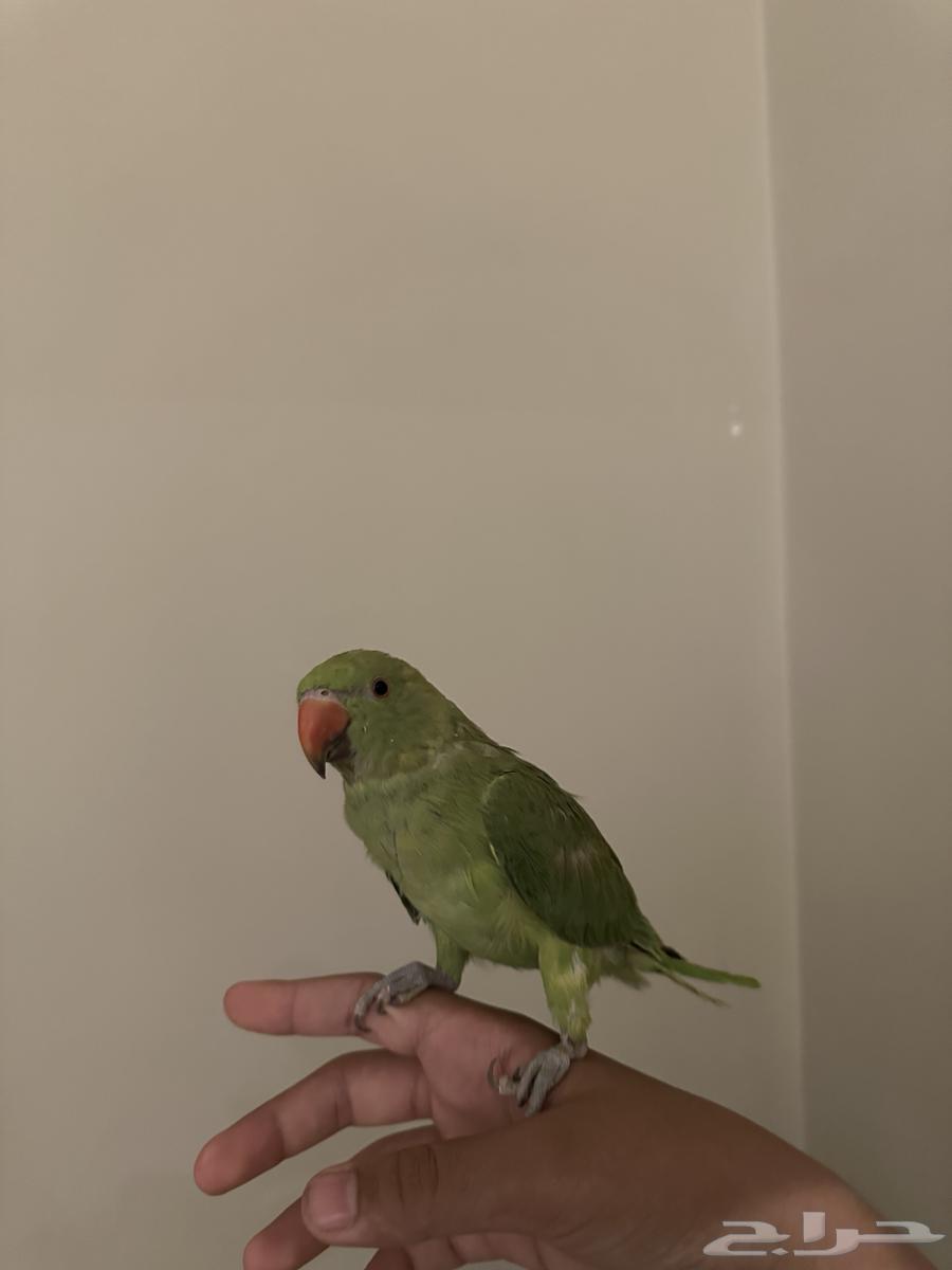 طير دره هندي اليف64430941007873111