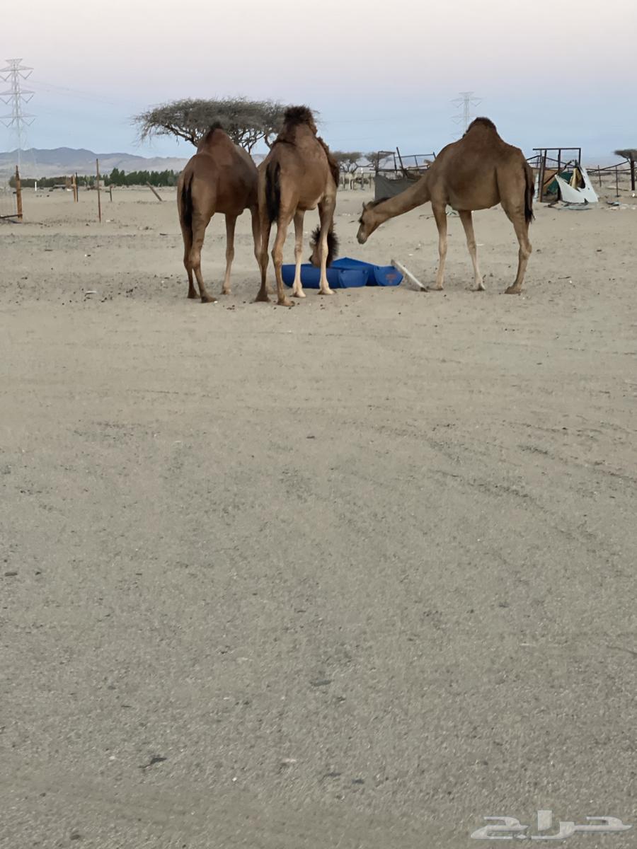 للبيع بكار سواحل64432033265155113