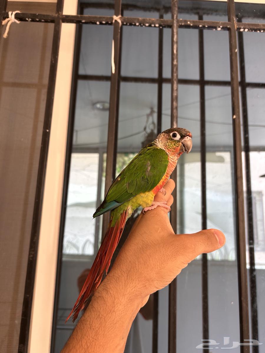 ذكر كنيور يلو سايد دبل اليف و هدد و متكلم64428914906242113