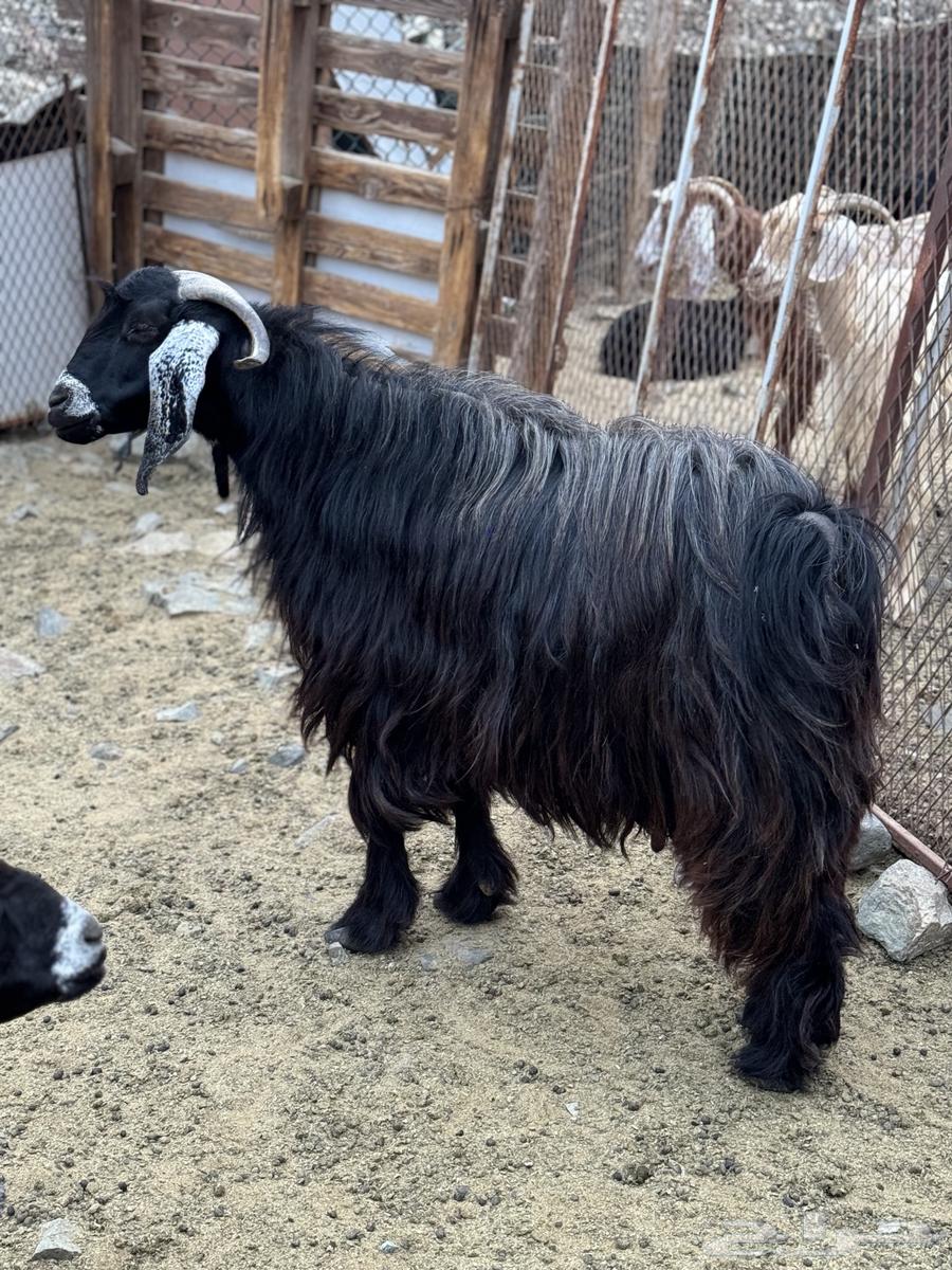 تيس فحل عارضي للبيع64431210729729112