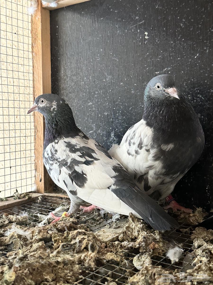 جوز تيدي بعياله64428942431106110