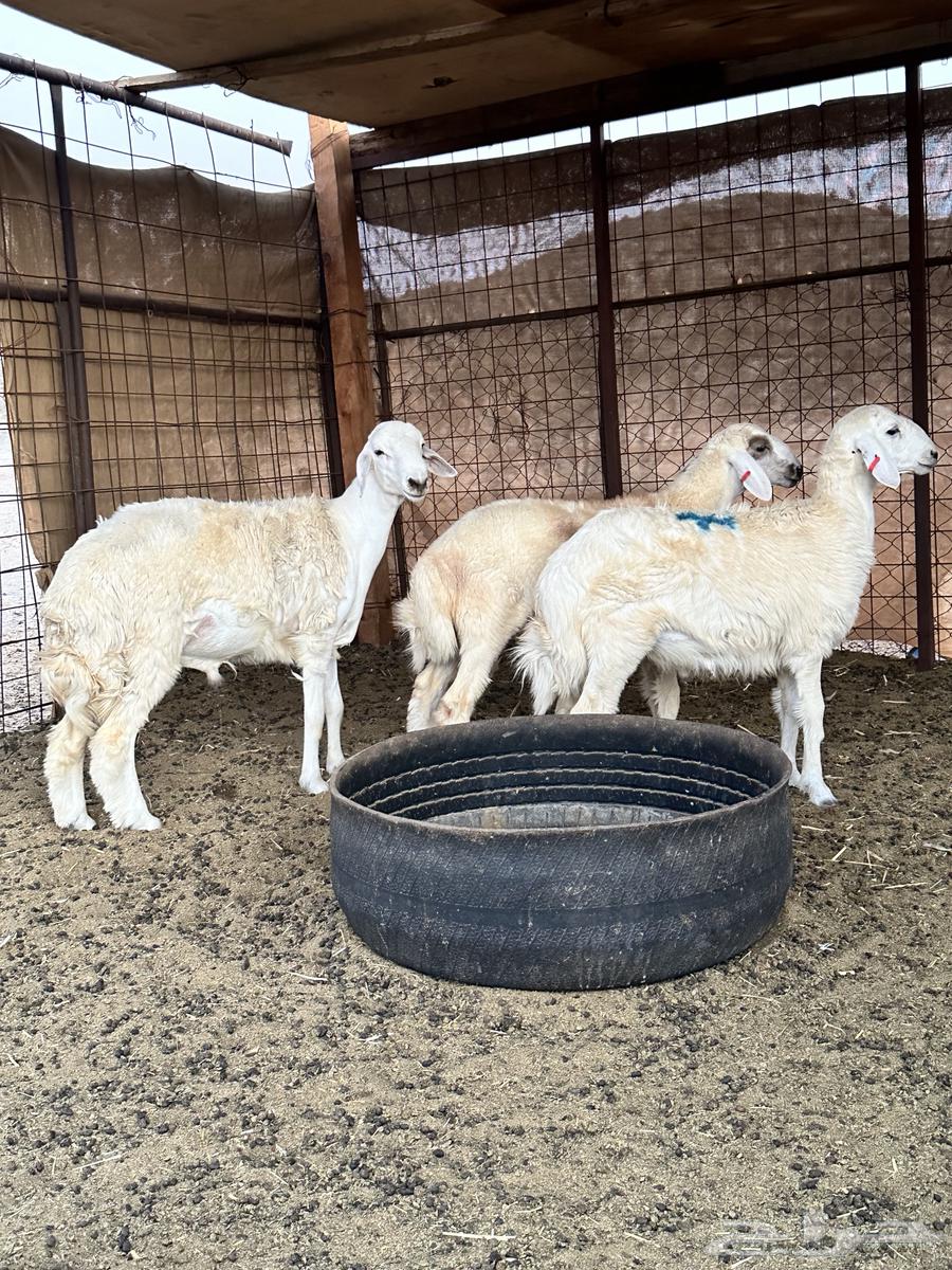 طليان ثلاجة نظيفة وسمان64433202058883111