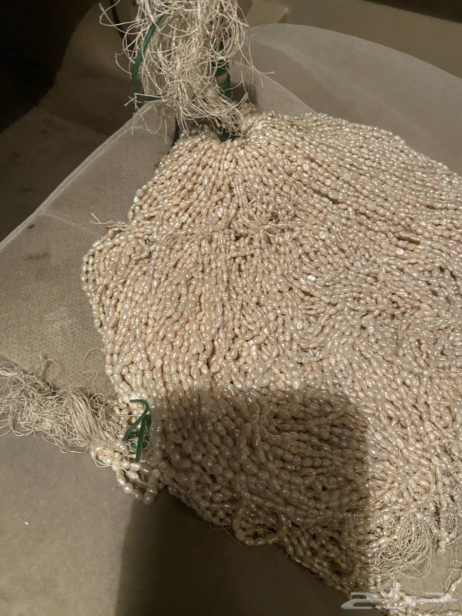 للبيع لؤلؤ64426268434307114