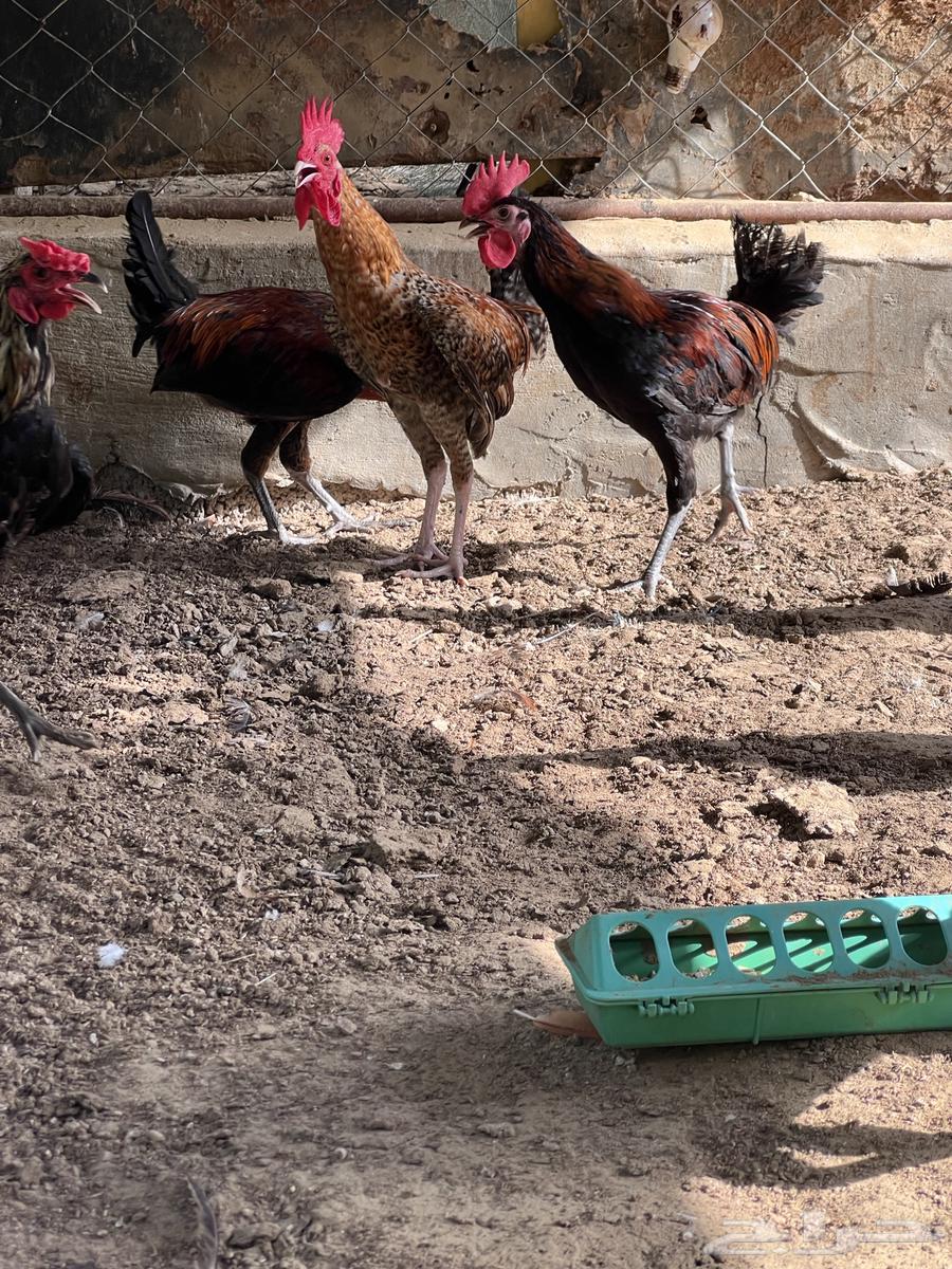 ديك بلدي العدد 40 ديك تم البيع64429869795585112