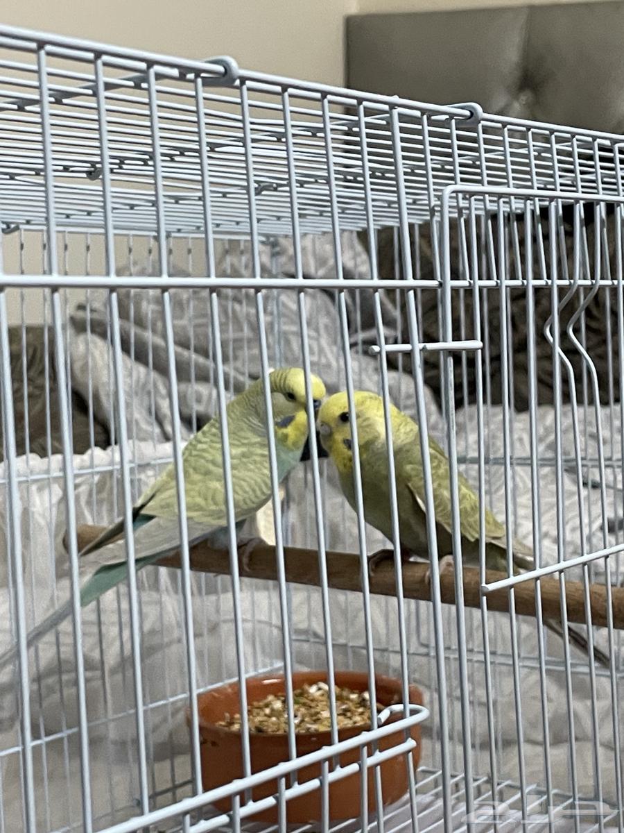 Distinguished Budgie Pair64427196232705111