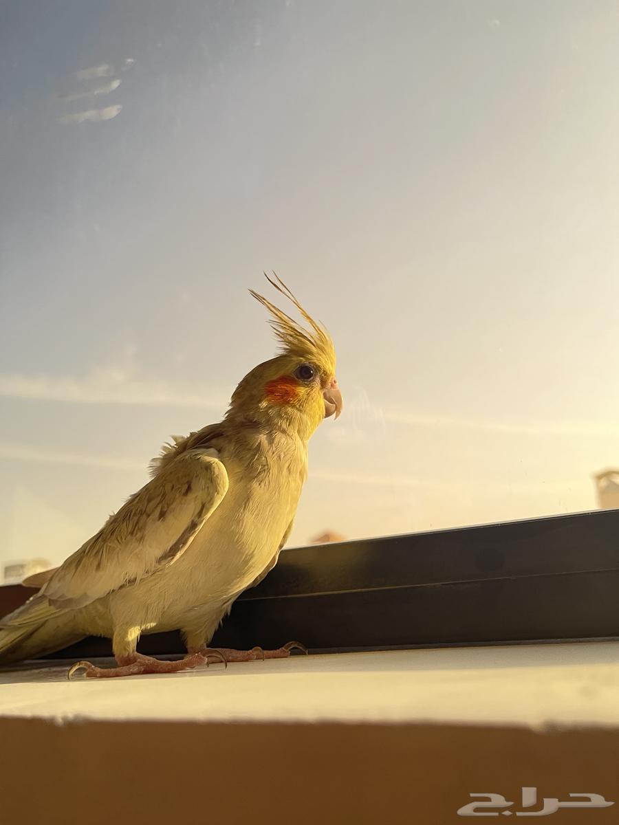 طيور كروان64430394678529111