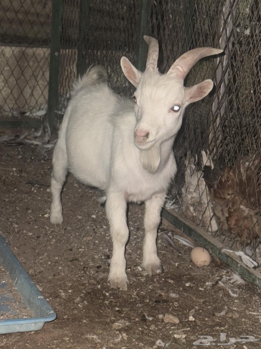 للبيع تيس ابيض قزم (( تم البيع ))64432741262593110