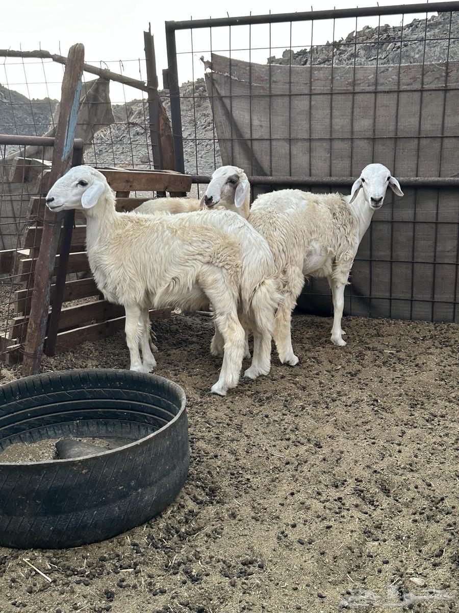 طليان ثلاجة نظيفة وسمان64433202058883112