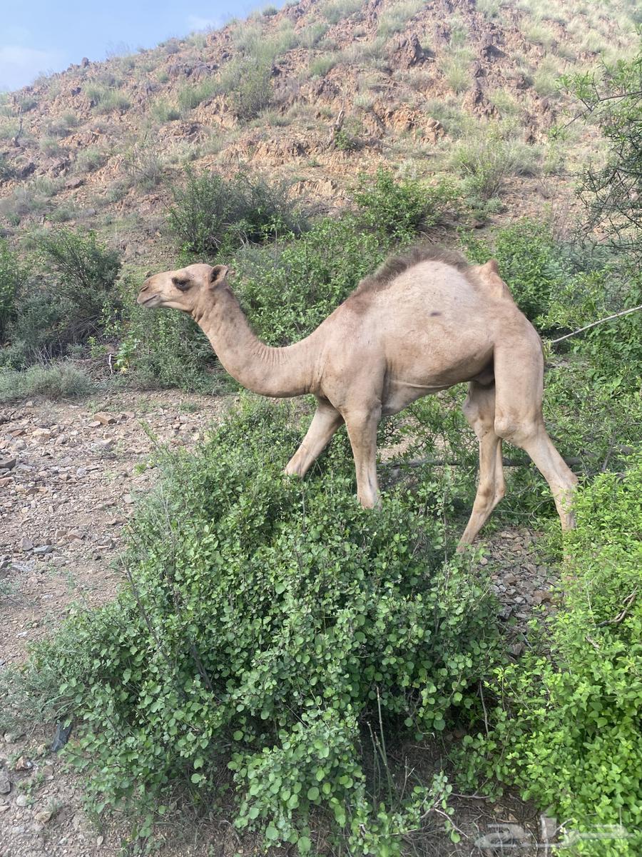 حاشي للبيع64429170312450110