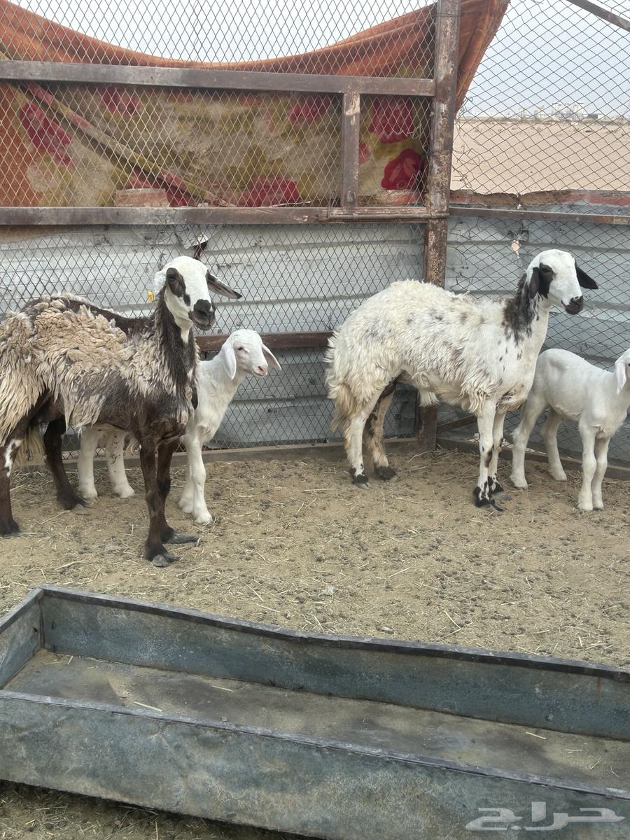 رخال متابيع كفو64428590216577110