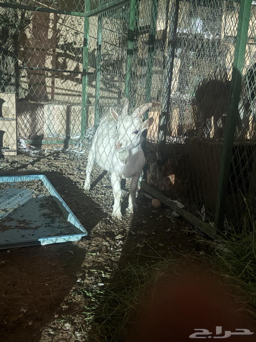 للبيع تيس ابيض قزم (( تم البيع ))64432741262593112