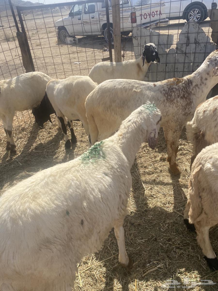 سواكن تربيه.تم البيع64430286161665113