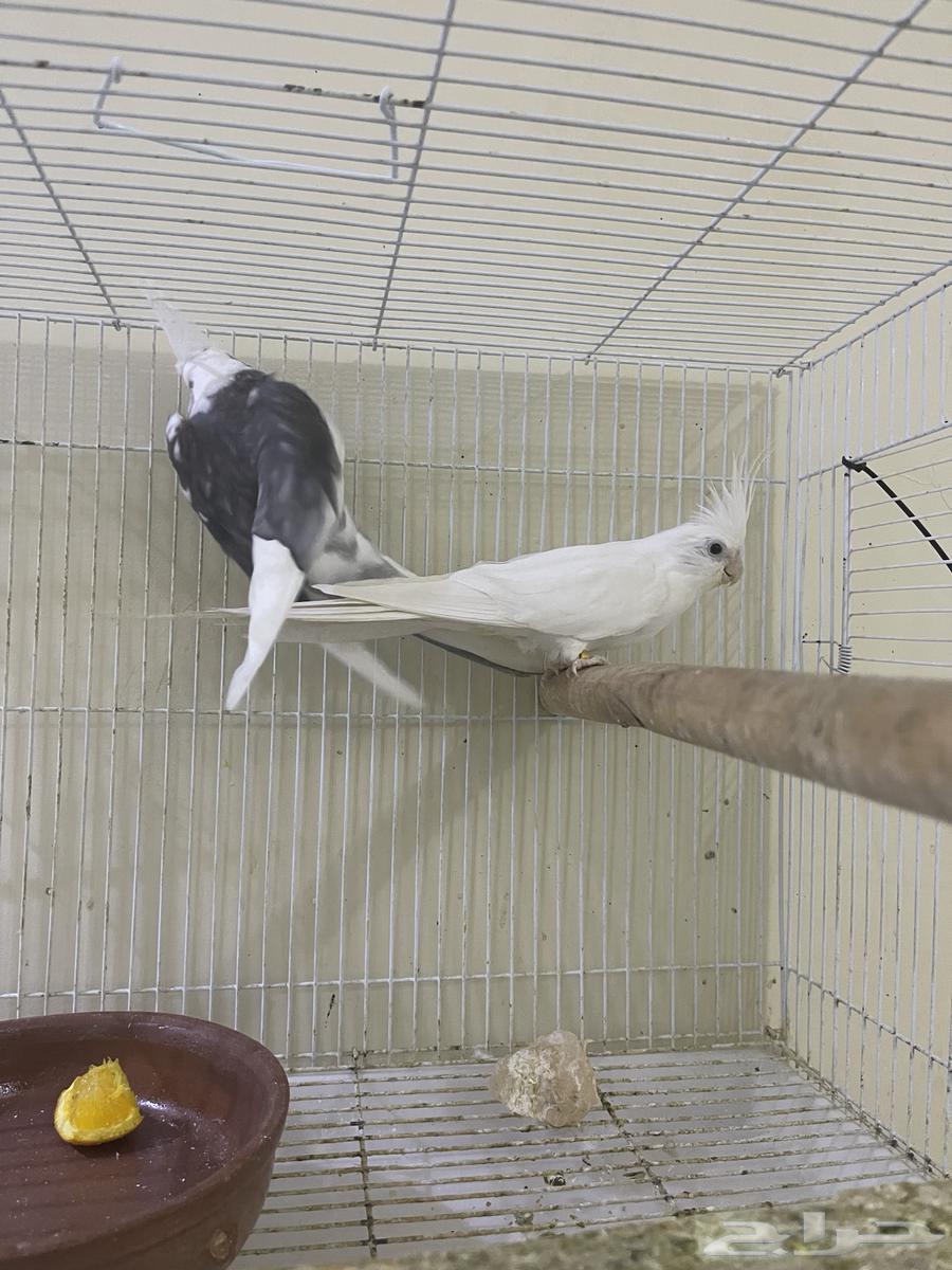 زوج منتج مشروط تم البيع64431923871105110