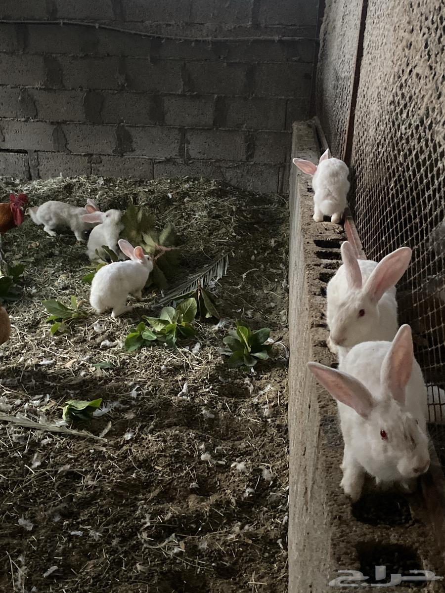 ارانب64430886891393111