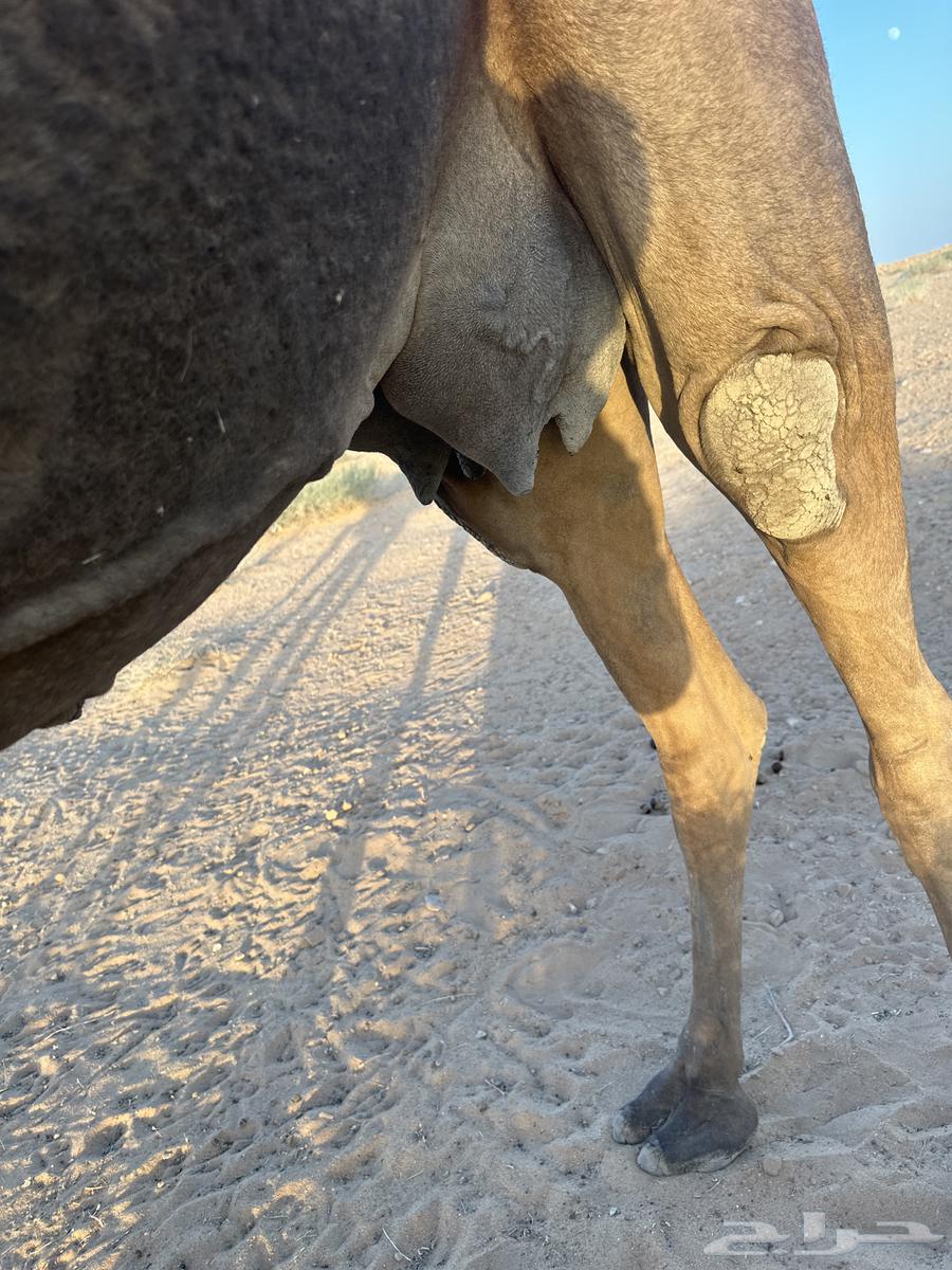 بيع خلفه64431021513218113