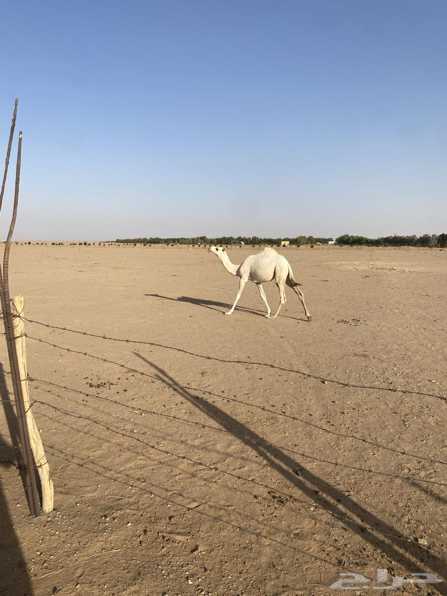 للبيع بكره رمانيه على جميع الشروط64434877671938110