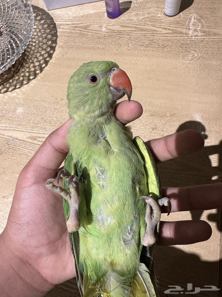 طير دره هندي اليف64430941007873110