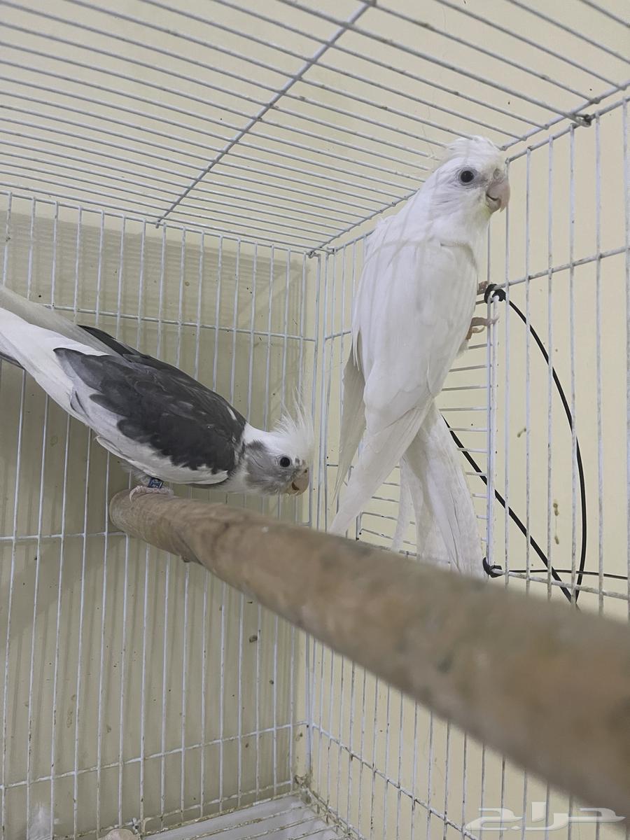 زوج منتج مشروط تم البيع64431923871105113